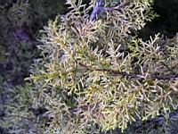 Juniperus chinensis cv Aurea (fam Cupressacees) (Photo F. Mrugala) (4)